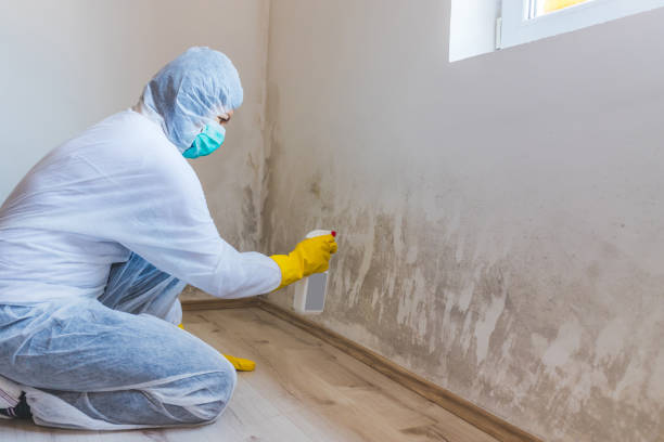 Black mold inspection in Buies Creek